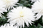 Chrysanthemum indicum 'Anastasia White'(s)