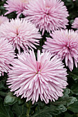 Chrysanthemum indicum 'Anastasia Pink'(s)