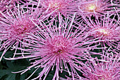 Chrysanthemum 'Asia-Cut Mums® Maxim Pink'(s)