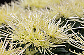 Chrysanthemum 'Asia-Cut Mums® Maxim Ivory'(s)