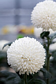 Chrysanthemum indicum 'Ping Pong Super'