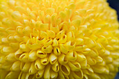 Chrysanthemum indicum Ping Pong Golden