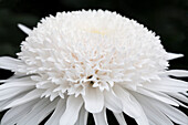 Chrysanthemum indicum 'Snow Eleonora'(s)