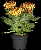 Chrysanthemum indicum, rot-braun