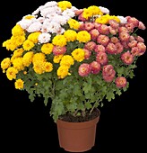 Chrysanthemum indicum 'Garden Mums' Mix