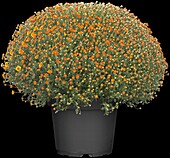 Chrysanthemum indicum, orange coloured