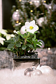 Scheurich Topf silber eckig / Helleborus 