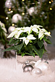 Scheurich pot silver square / Poinsettia