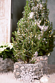 fir tree planter / Picea