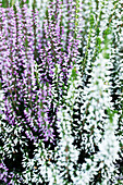 Calluna vulgaris Twingirls®