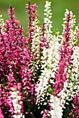 Calluna vulgaris Twingirls®