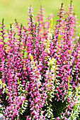 Calluna vulgaris Twingirls®