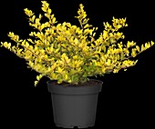 Ilex crenata Golden Gem