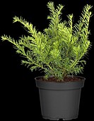 Taxus baccata 'Repandens