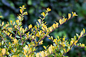 Ilex crenata Golden Gem