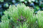 Pinus heldreichii 'Compact Gem