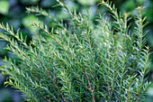 Taxus baccata 'Renke's Little Greenery'®