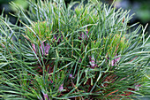 Pinus mugo 'Varella'