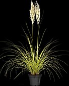 Cortaderia selloana Golden Comet