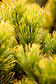 Pinus mugo 'Carsten's Wintergold'.