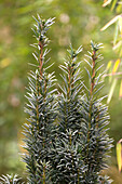 Taxus baccata 'Fastigiata Robusta'.