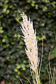 Cortaderia selloana 'Comet'®