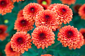 Chrysanthemum 'Asia-Cut Mums® Madras Red'(s)