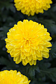 Chrysanthemum indicum 'Zembla Sunny'