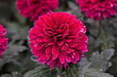 Chrysanthemum indicum 'Barca'(s)