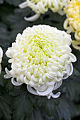 Chrysanthemum 'Asia-Cut Mums® Vienna White'(s)
