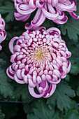 Chrysanthemum 'Asia-Cut Mums® Vienna Pink'(s)