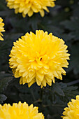 Chrysanthemum indicum 'Zembla Sunny'(s)
