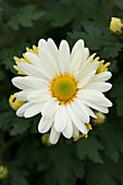 Chrysanthemum Island-Pot-Mums 'Luzon White Impr.'(s)