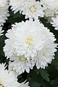 Chrysanthemum Island-Pot-Mums 'Lamu'(s)