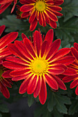 Chrysanthemum indicum 'Robinho Red'(s)