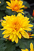 Chrysanthemum Island-Pot-Mums 'Arousa'(s)