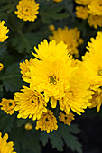 Chrysanthemum Island-Pot-Mums 'Tabarca'(s)