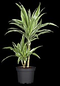 Dracaena deremensis