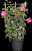 Mandevilla sanderi Sundaville® 'Rio'