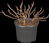 Hydrangea macrophylla 'Charming' (By Magical)