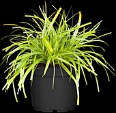 Carex oshimensis 'Evergreen'