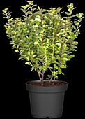 Ilex meserveae 'Little Pirat'®