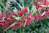 Callistemon citrinus