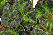 Begonia rex 'Decora'