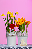 Tulipa and Narcissus