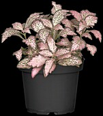 Fittonia albivenis