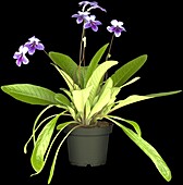 Streptocarpus