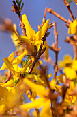 Forsythia x intermedia