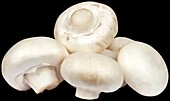 Agaricus