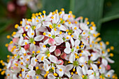 Skimmia japinoca